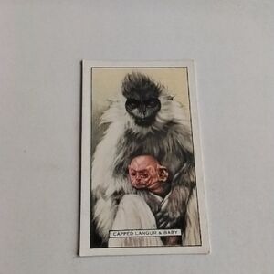 Gallaher Wild Animals #13 Capped Langur Cigarette Card (CC166)